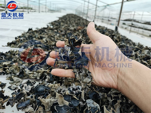 木耳烘干機和傳統(tǒng)晾干的區(qū)別
